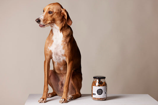 Κατοικίδια και παιδί: Τα οφέλη της σχέσης τους